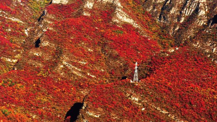 秋天赏红叶！房山坡峰岭红叶节，一起去赏万亩红叶盛宴！