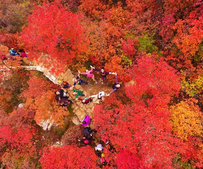 秋天赏红叶！房山坡峰岭红叶节，一起去赏万亩红叶盛宴！