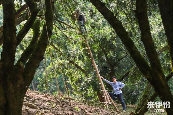 来伊份千年香榧古树穿越记：三年养成一颗香榧