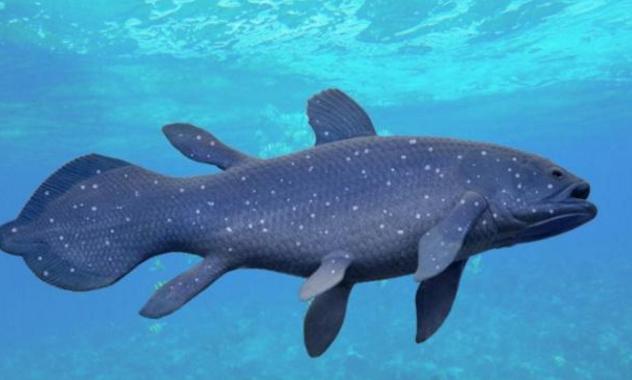 这种“长着腿的鱼“活了3亿年，有望成为下一任的地球统治者