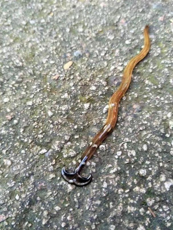 男子散步意外发现一条变异“蛇”，走近一看吓得直冒冷汗！