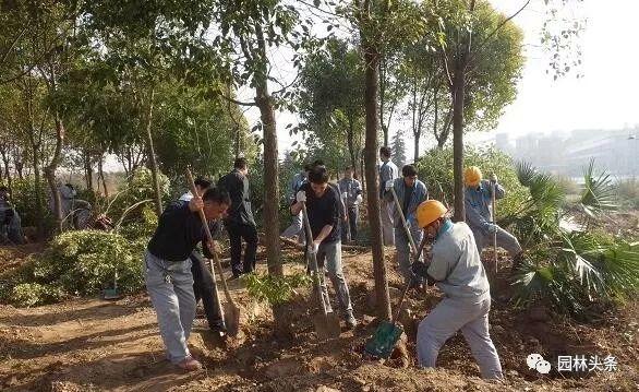 大树裸根移植法，快来学学！