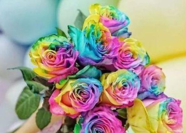 “高档玫瑰”彩虹玫瑰，百媚千娇，清奇娟秀，可以说是养花必备