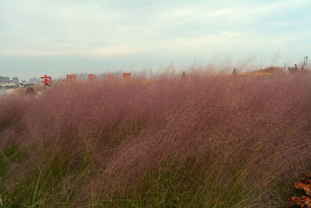 小麦岛华丽变身网红打卡地，一座小岛处处都是景点