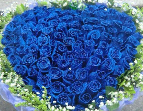 “高档玫瑰”蓝色妖姬，花中新贵，珍稀美艳，可以说养花必备