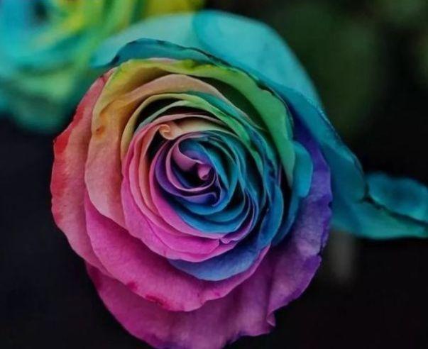 “稀有玫瑰”彩虹玫瑰，百媚千娇，清新脱俗，可以说是养花必备