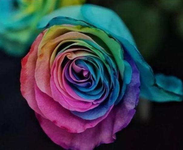 “高档玫瑰”彩虹玫瑰，百媚千娇，清奇娟秀，可以说是养花必备