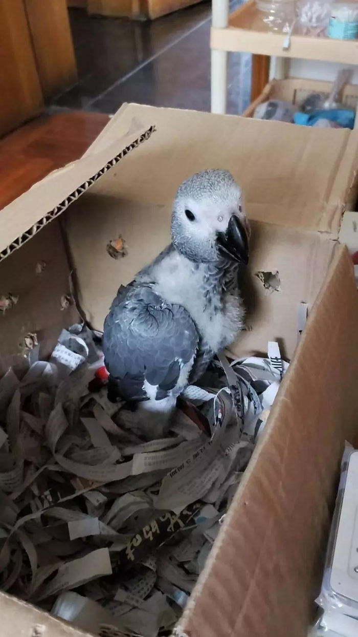 注意了，这些宠物不能随便养，可能违法！