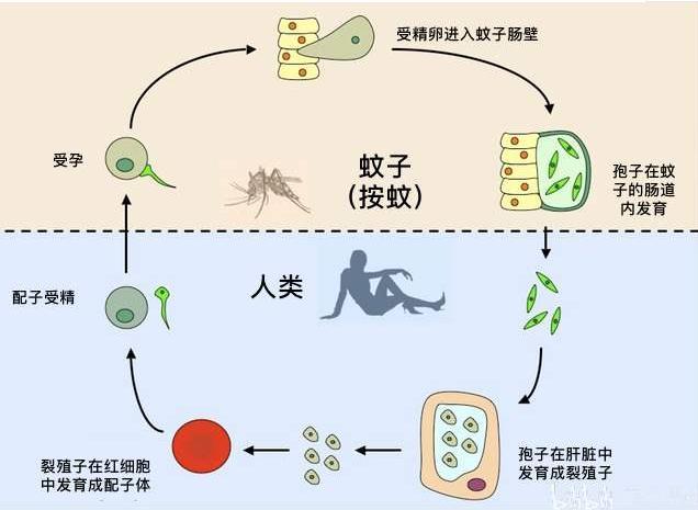 甜粽子还是咸粽子？甜豆花还是咸豆花？揭秘南北方人的基因差异