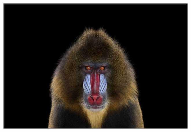 世界上最凶残的猴子——山魈