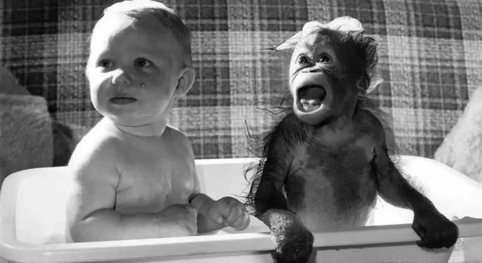 科学家把猩猩当孩子养，看它能不能学会说话，结果是这样的