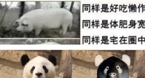 如果大熊猫黑白颠倒会怎样？哈哈哈哈哈，有点搞笑！