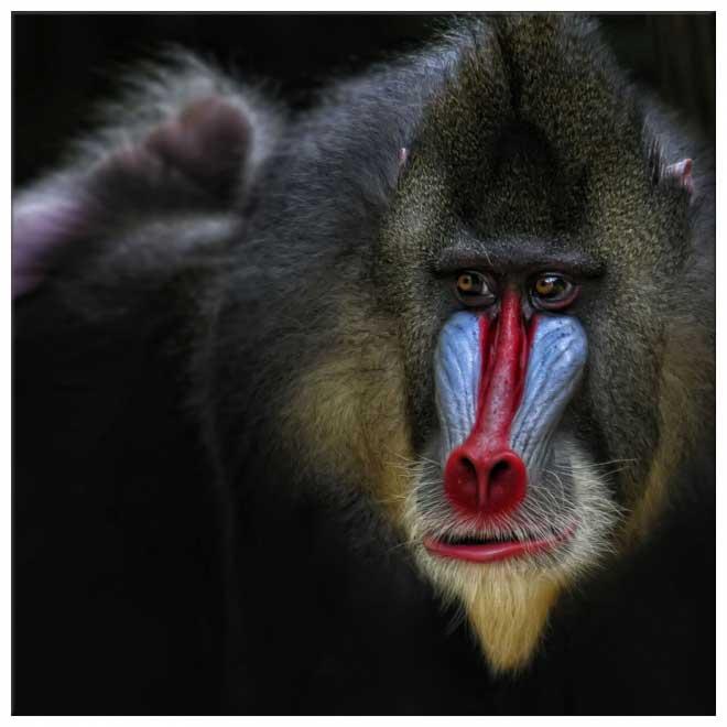 世界上最凶残的猴子——山魈