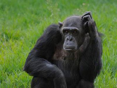 科学家把猩猩当孩子养，看它能不能学会说话，结果是这样的