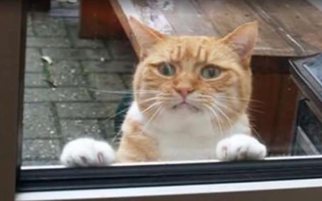 主人将橘猫锁门外教育它，门外橘猫的表情亮了，网友：这猫戏真多