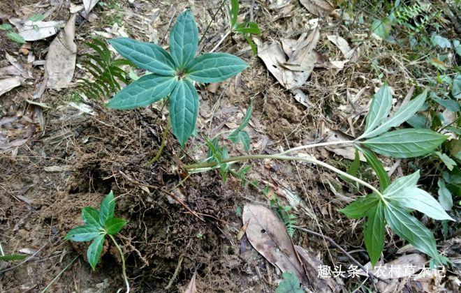 请谨记此物，若长在您家竹林下，别除掉，目前760元一斤