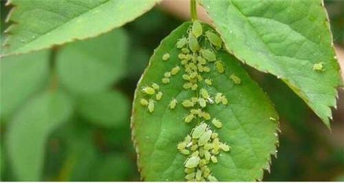 养花招虫子，用这3种“蔬菜”，自制“杀虫剂”，虫子靠边站