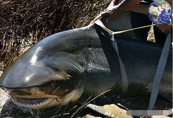 世界唯一在淡水生活的鲨鱼, 危险程度仅次于大白鲨, “海中之狼”