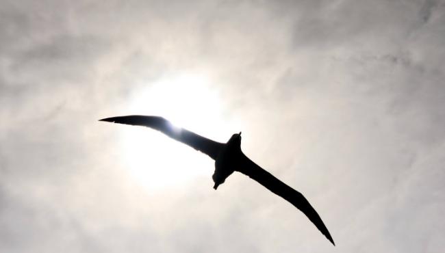 大难不死的大型海鸟——漂泊信天翁
