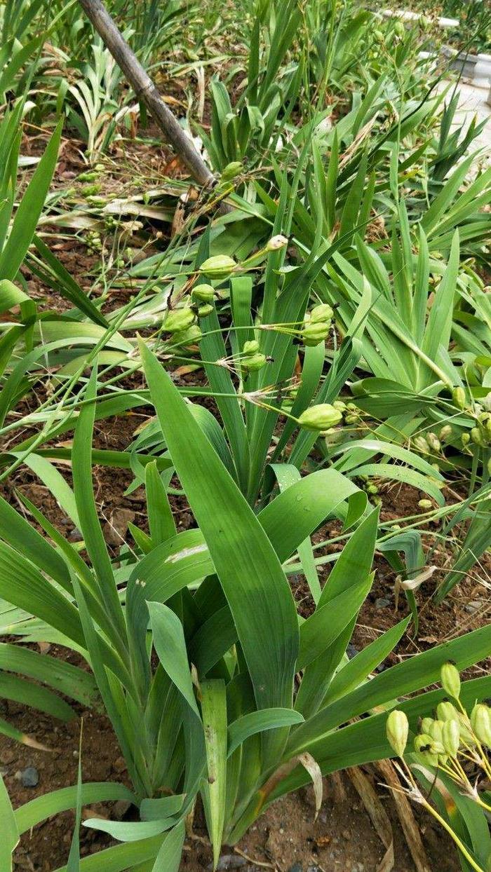 这野草根珍贵堪比金价，有缘人才能在野外碰见，近几年越来越少了