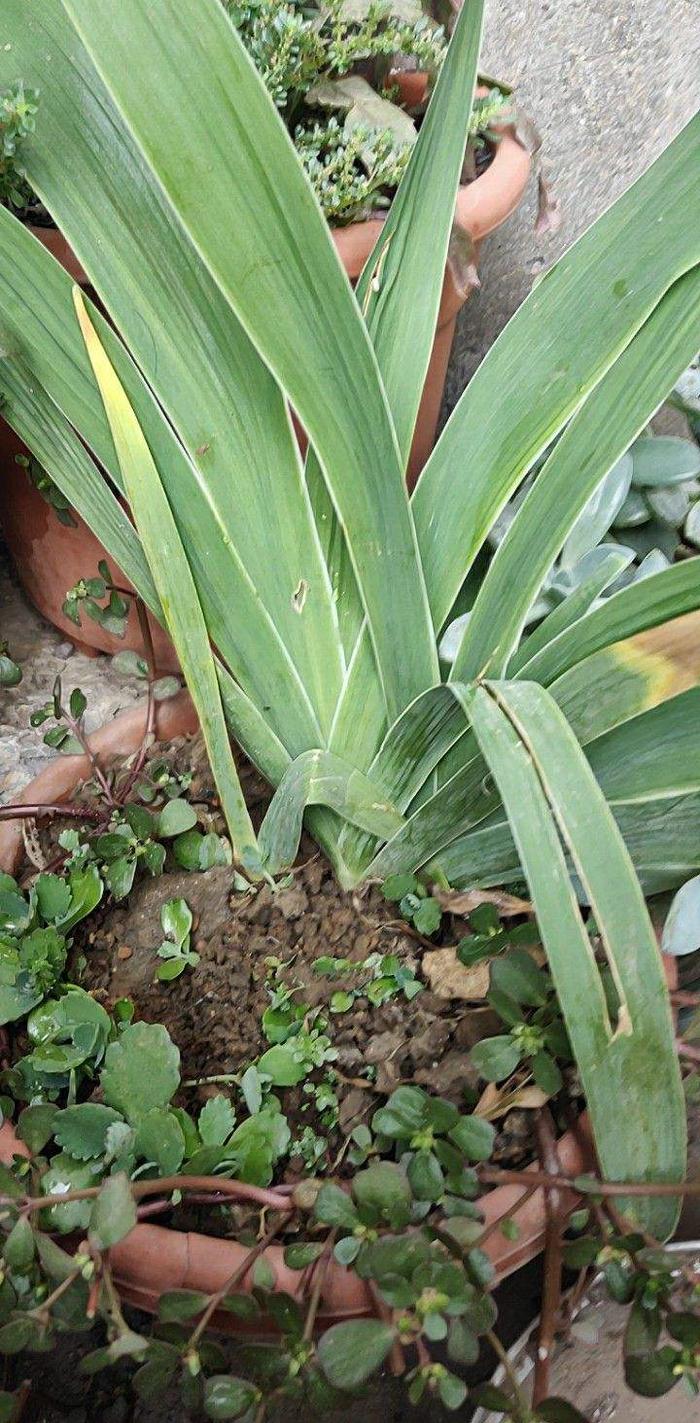 这野草根珍贵堪比金价，有缘人才能在野外碰见，近几年越来越少了