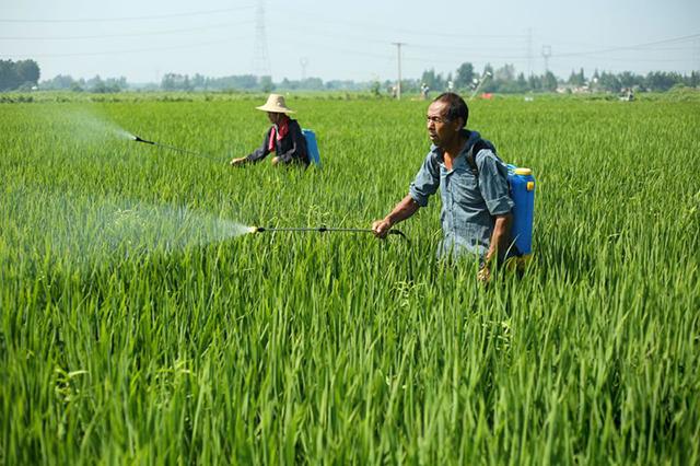 马铃薯、生姜、大蒜、花生，用它都能迅速膨大，增产30%