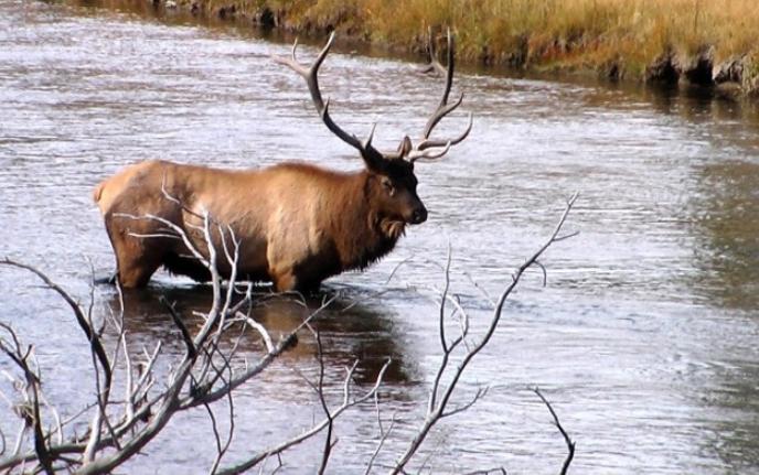 美国国家公园有魔鬼温泉，气味便可导致野牛身亡，被称“化尸水”