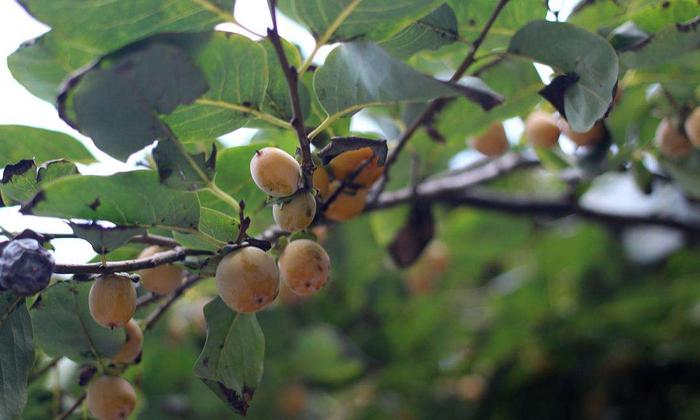 北方的一种果树，果实甜的发腻，生长旺盛结果多，村民却不喜欢