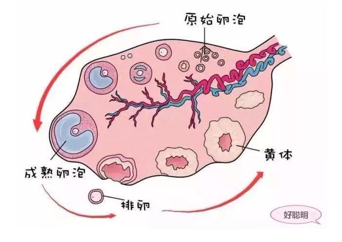 经期完事后的这几天，要小心提防，不是排卵期也能“一发就中”！