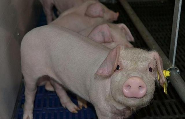 猪场常见的给药方式有哪些，它们的优缺点是什么？