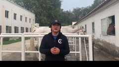 栾树：促进年青马科学的培育调教