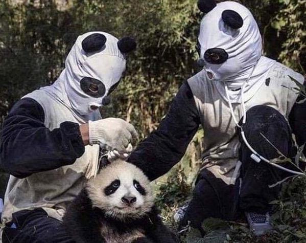 日本网友分享了张照片，研究员们cos成大熊猫，画风有点清奇