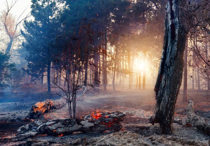 停电可以防止野火？森林火灾也有季节，气候变暖是主要原因
