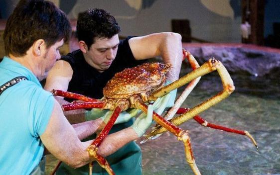 全球罕见的10种巨型生物，中国娃娃上榜，日本螃蟹可吃人！