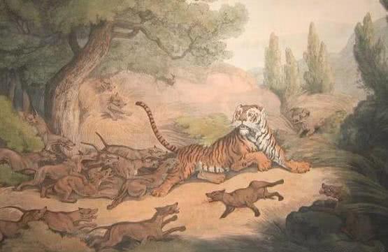 豺狼虎豹为“四凶”，豺为何排前面？它是种啥动物？有一种你常见