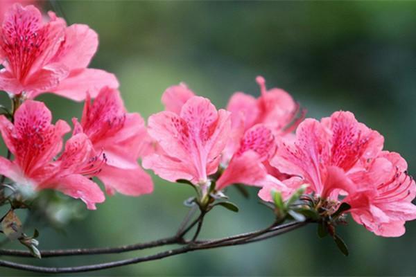 杜鹃花真“娇贵”，水一多就萎蔫，土壤酸碱性不对直接死翘翘