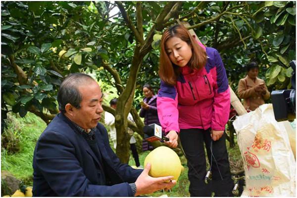 甜蜜的“柚”惑：湘西永顺县车坪乡2600多亩白皮柚再获丰收