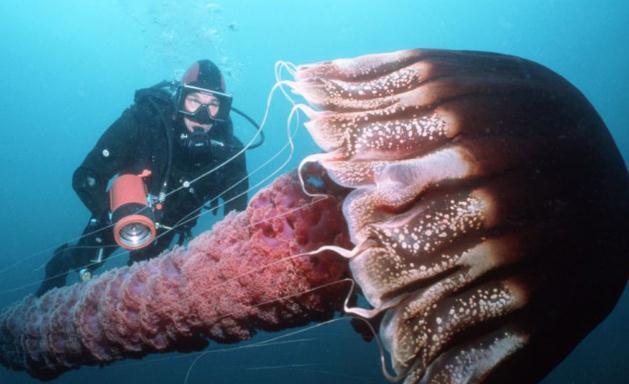 全球罕见的10种巨型生物，中国娃娃上榜，日本螃蟹可吃人！