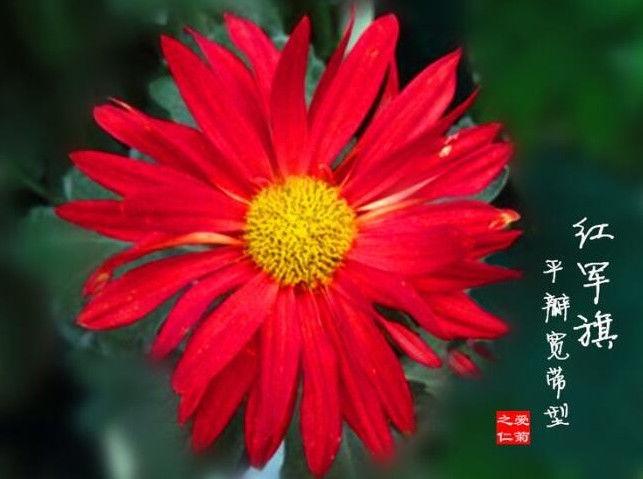 喜欢菊花，不如养盆“菊之珍品”，似绚丽粉桂，花姿卓越