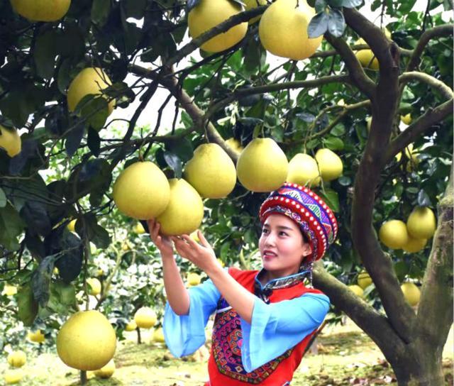 甜蜜的“柚”惑：湘西永顺县车坪乡2600多亩白皮柚再获丰收