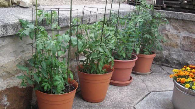 在阳台上种蔬菜，这几种可以养花盆的就很适合，养两周就能收获
