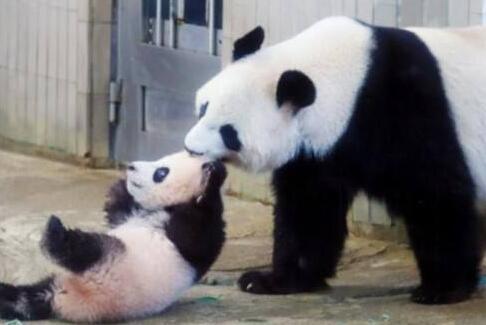 为什么熊猫宝宝不能跟爸爸放一起，专家不敢尝试，后果不堪设想