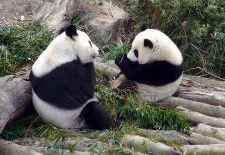 为什么熊猫宝宝不能跟爸爸放一起，专家不敢尝试，后果不堪设想