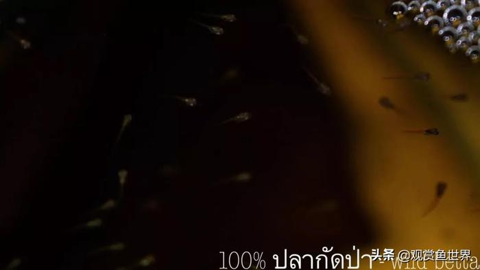 见识一下泰国斗鱼真正的原生环境，和你想象的不一样