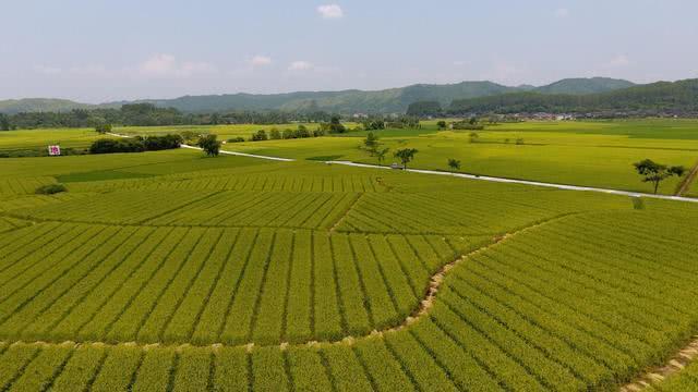 杂交水稻面积超2亿亩，消费者却很少吃得到，杂交稻用来干啥了？