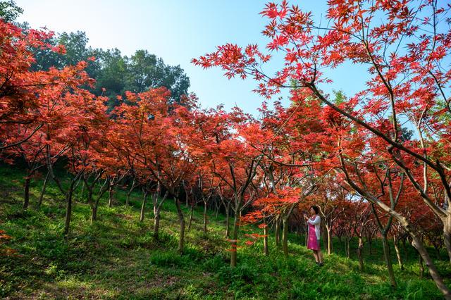 浙江湖州值得一去的景点：安吉中南百草园，拥有百余种珍贵动植物