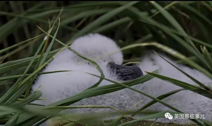 娃摔出了窝，爹妈就认不出了？ 看似蠢萌的信天翁，却危机四伏...