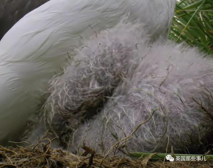 娃摔出了窝，爹妈就认不出了？ 看似蠢萌的信天翁，却危机四伏...