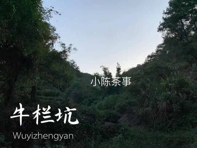 除了牛栏坑肉桂，岩茶就没有好茶了？看来大多数茶人薄待了水仙