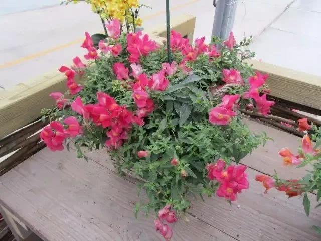 适合养室内的几种开花盆栽，养窗边每天给点散射光，就能经常开花